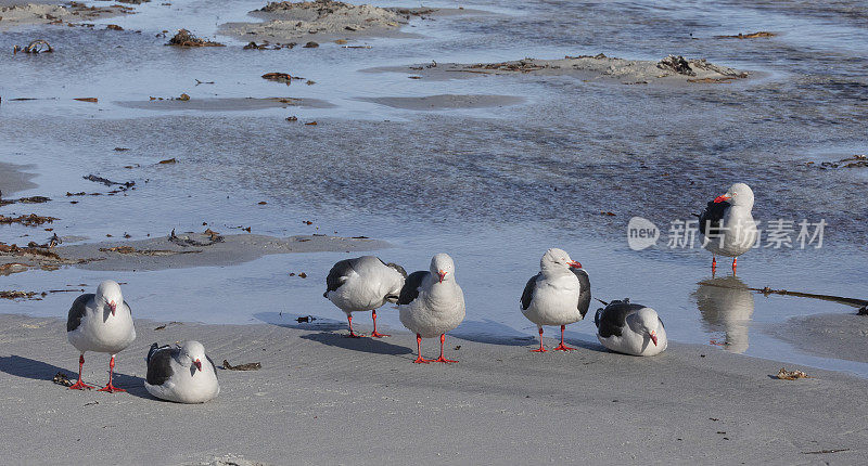 海狮岛的海豚鸥(Larus scoresbii);福克兰群岛;